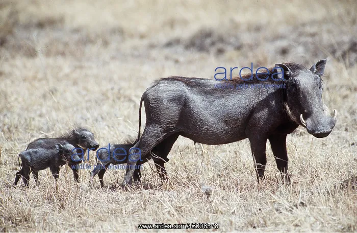 : WARTHOG FAMILY : WARTHOG FAMILY