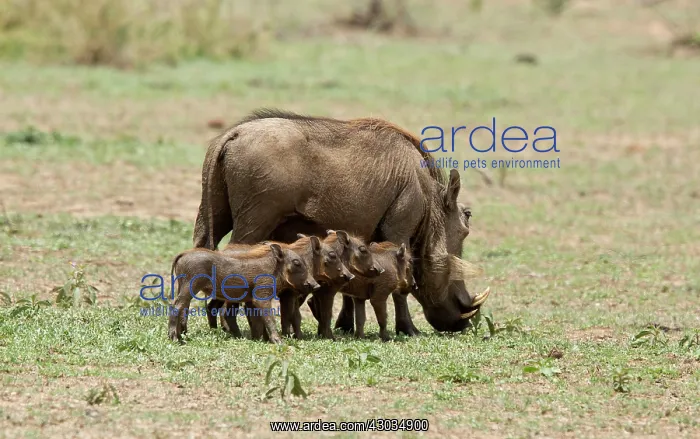 : Warthog female with young piglets Kruger National : Warthog female with young piglets Kruger National