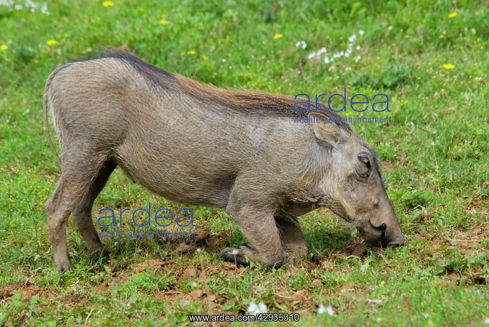 : Warthog - grazing while kneeling : Warthog - grazing while kneeling