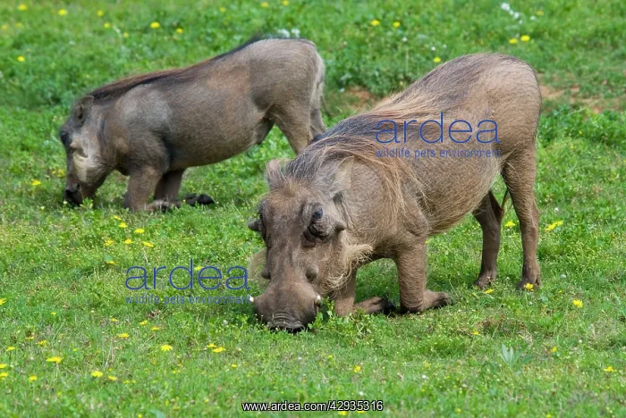: Warthog - grazing while kneeling : Warthog - grazing while kneeling