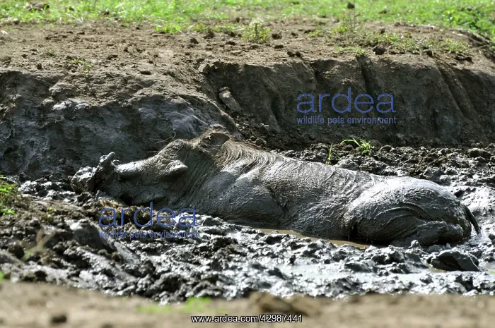 : Warthog. having a mud bath : Warthog. having a mud bath