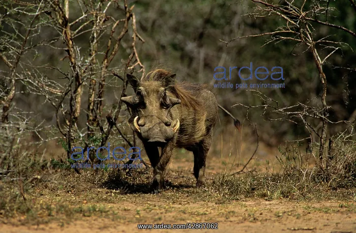  : Warthog - Hluhluwe-Umfolozi Game Reserve