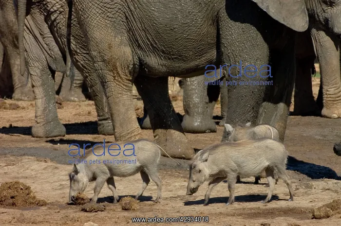 : Warthog investigating elephant dung, dwarfed by elephants : Warthog investigating elephant dung, dwarfed by elephants