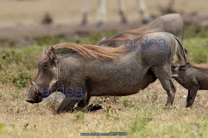 : Warthog - kneeling to eat : Warthog - kneeling to eat