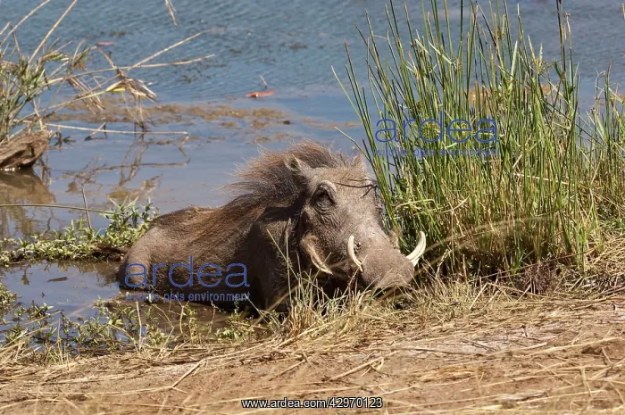 : Warthog - lying at edge of waterhole : Warthog - lying at edge of waterhole