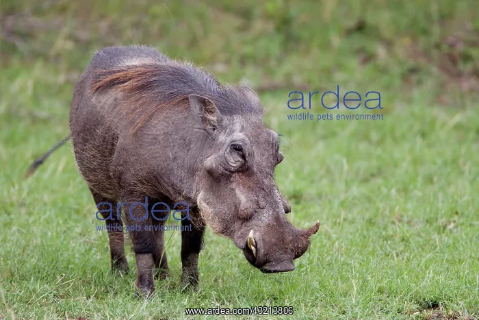 : Warthog, Maasai Mara, Kenya : Warthog, Maasai Mara, Kenya