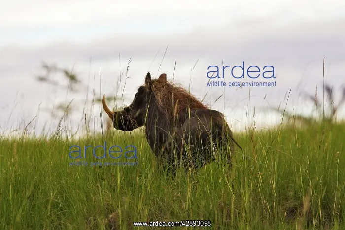 : Warthog - male : Warthog - male