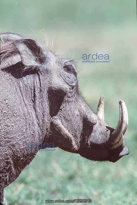 : WARTHOG - male, close-up of head, side-on