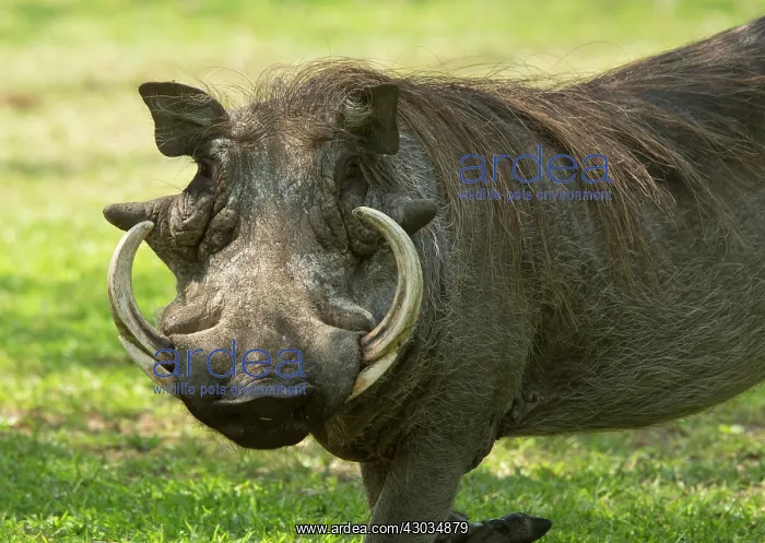  : Warthog male Kruger National Park, South Africa