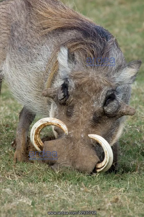 : Warthog male with large tusks - rooting for underground : Warthog male with large tusks - rooting for underground