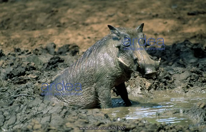 : Warthog - male - in mud : Warthog - male - in mud