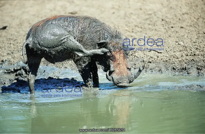 : WARTHOG - Male scratching at waterhole : WARTHOG - Male scratching at waterhole