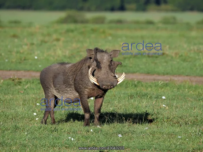 : Warthog in the Masai Mara, Kenya, Africa Warthog : Warthog in the Masai Mara, Kenya, Africa Warthog