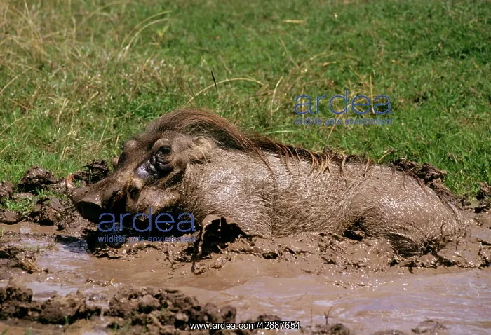  : Warthog - in mud