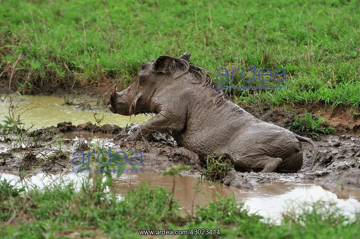 : Warthog in the mud : Warthog in the mud