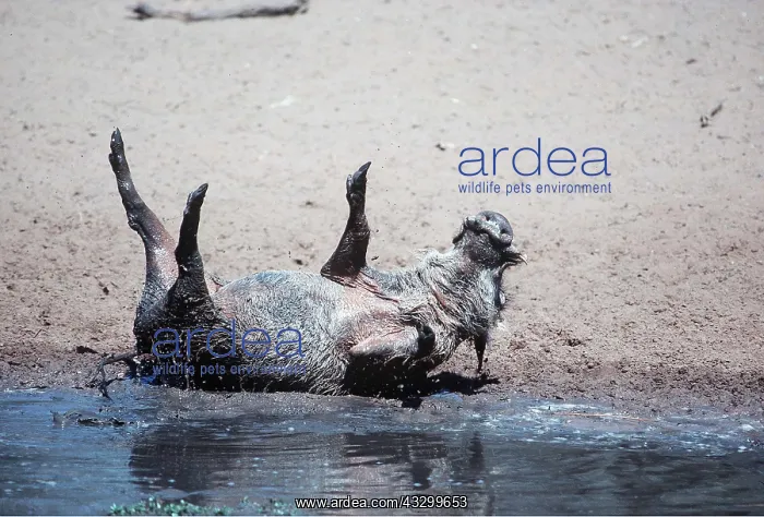 : WARTHOG - Mud bathing : WARTHOG - Mud bathing