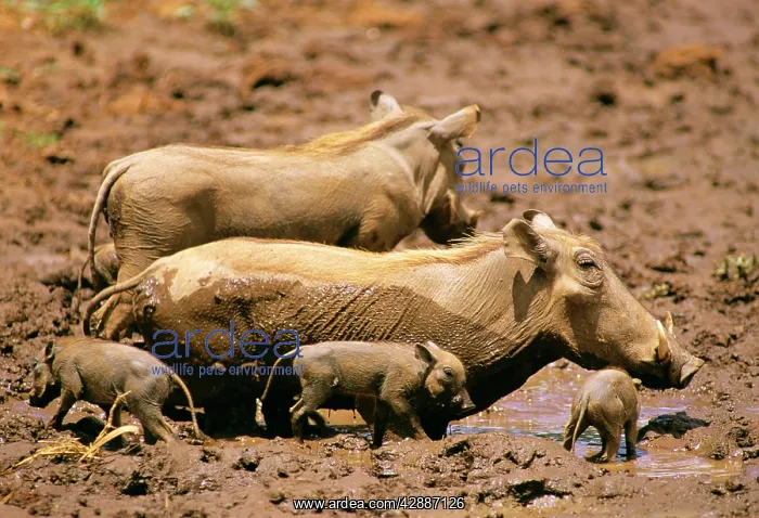 : Warthog - in mud with young