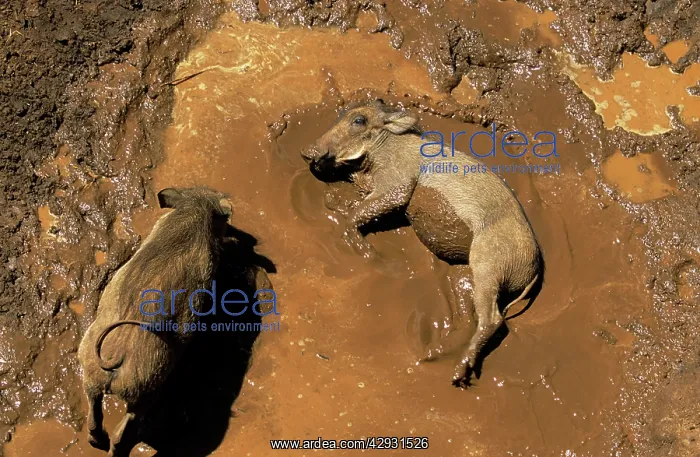  : Warthog - pair wallowing in mud