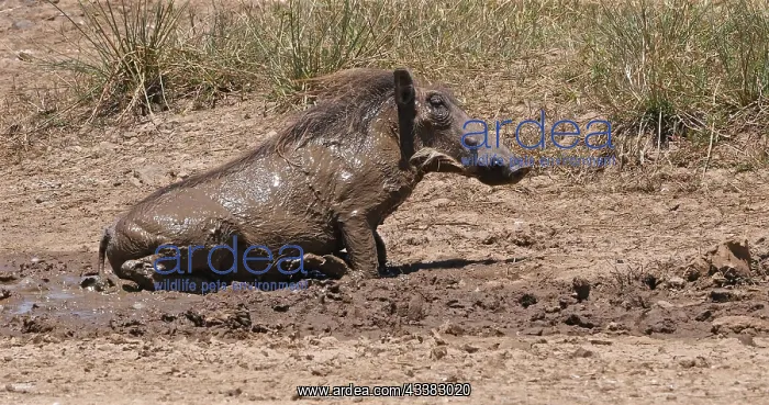 : Warthog (phacochoerus aethiopicus), Adult having : Warthog (phacochoerus aethiopicus), Adult having
