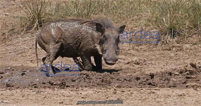 : Warthog (phacochoerus aethiopicus), Adult having : Warthog (phacochoerus aethiopicus), Adult having