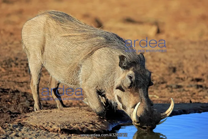: Warthog (Phacochoerus aethiopicus), adult, male : Warthog (Phacochoerus aethiopicus), adult, male