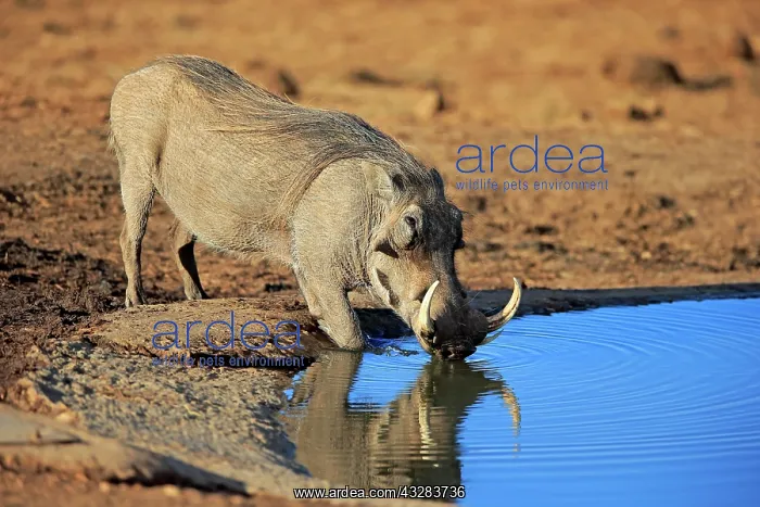 : Warthog (Phacochoerus aethiopicus), adult, male : Warthog (Phacochoerus aethiopicus), adult, male
