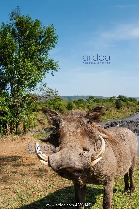 : Warthog (Phacochoerus aethiopicus), Maasai : Warthog (Phacochoerus aethiopicus), Maasai