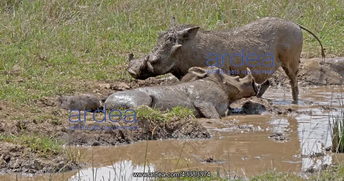 : Warthog (phacochoerus aethiopicus), Pair having : Warthog (phacochoerus aethiopicus), Pair having