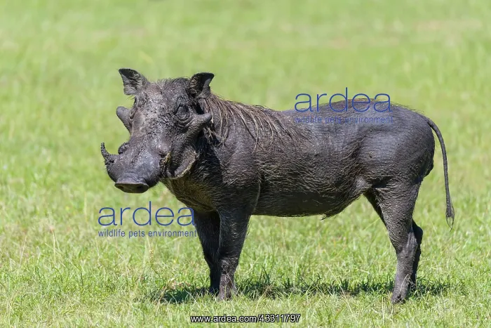 : Warthog (Phacochoerus africanus), Masai Mara National : Warthog (Phacochoerus africanus), Masai Mara National