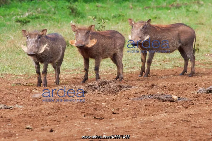 : Warthog (Phacochoerus africanus), Aberdare : Warthog (Phacochoerus africanus), Aberdare