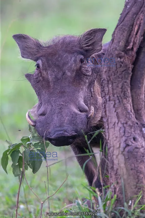 : Warthog (Phacochoerus africanus), adult male, Lake : Warthog (Phacochoerus africanus), adult male, Lake