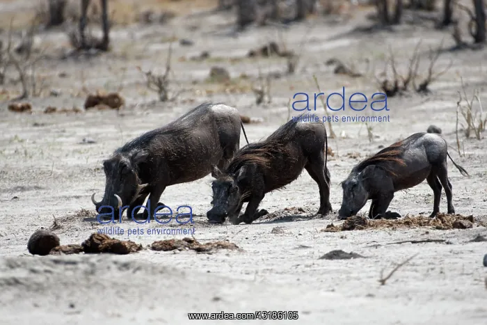 : Warthog (Phacochoerus africanus) grubing, Botswana : Warthog (Phacochoerus africanus) grubing, Botswana