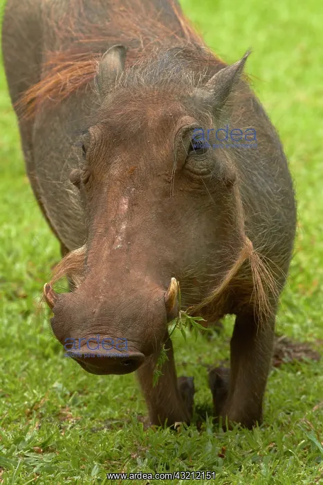 : Warthog (Phacochoerus africanus), Kruger : Warthog (Phacochoerus africanus), Kruger