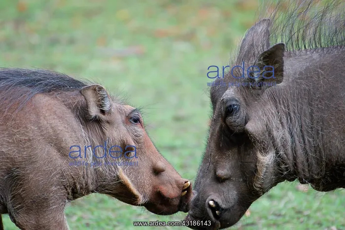 : Warthog (Phacochoerus africanus) male and female : Warthog (Phacochoerus africanus) male and female