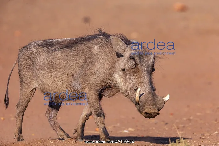 : Warthog (Phacochoerus africanus), Private reserve : Warthog (Phacochoerus africanus), Private reserve