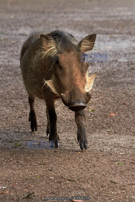 : Warthog (Phacochoerus africanus sundevallii) : Warthog (Phacochoerus africanus sundevallii)