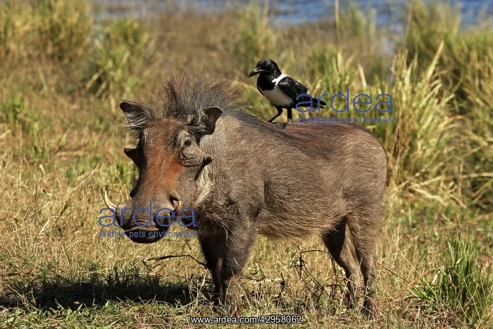 : Warthog with pied crow on his back : Warthog with pied crow on his back