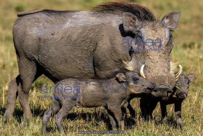 : Warthog piglets with mother : Warthog piglets with mother