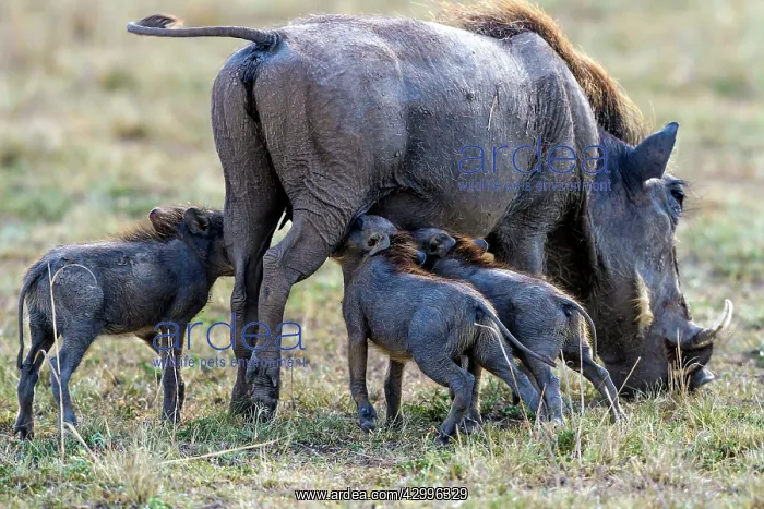 : Warthog piglets with mother suckling : Warthog piglets with mother suckling