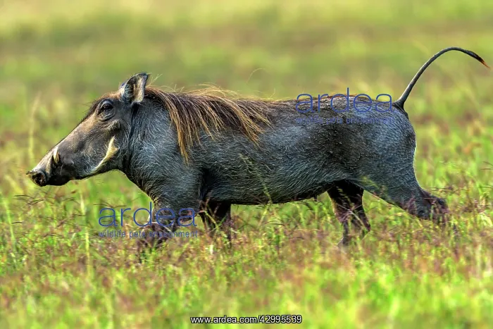 : Warthog on the plains : Warthog on the plains