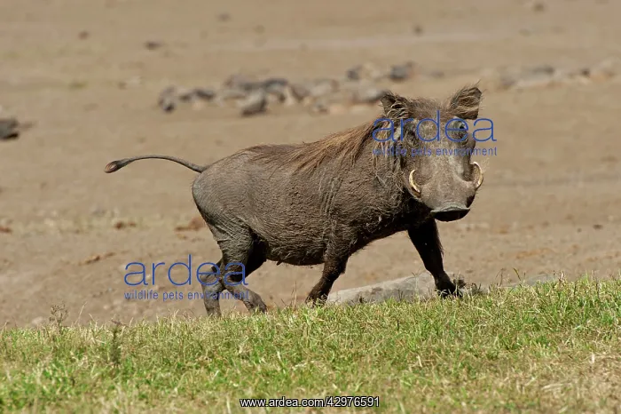  : Warthog - running