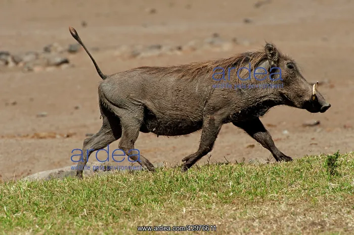 : Warthog - running : Warthog - running