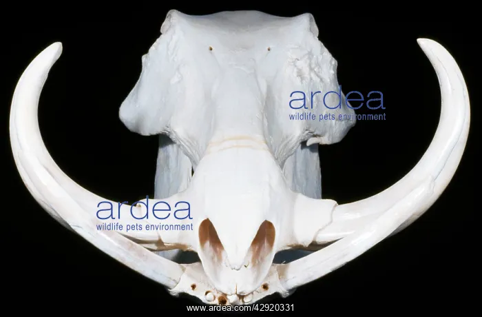 : Warthog Skull : Warthog Skull