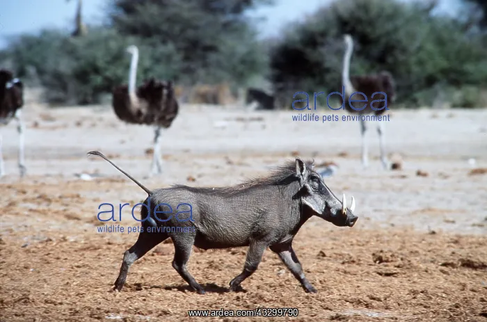 : WARTHOG - trotting with tail up : WARTHOG - trotting with tail up