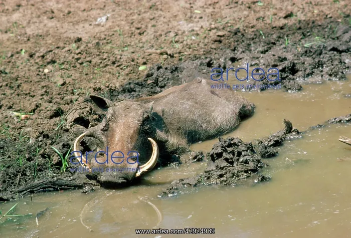 : WARTHOG - wallowing : WARTHOG - wallowing