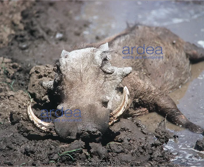 : WARTHOG - Wallowing in mud : WARTHOG - Wallowing in mud