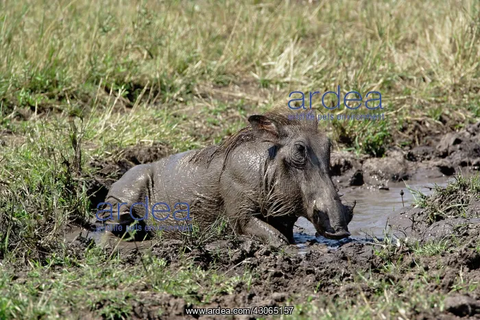  : Warthog wallowing in mud hole, Phacochoerus