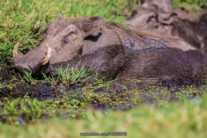 : Warthog wallowing in mud pool