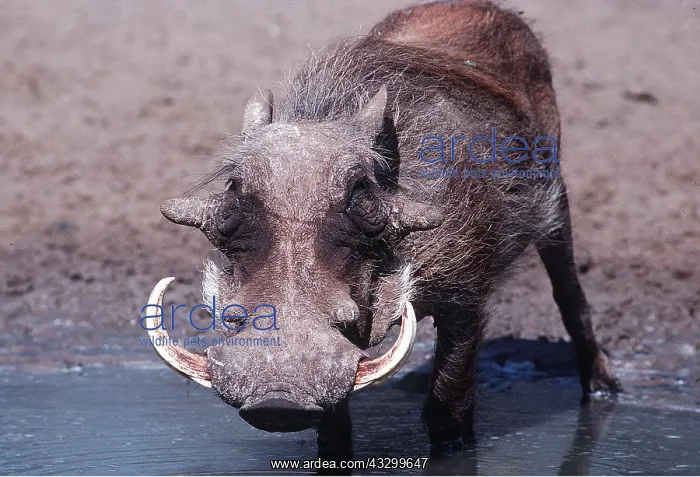 : WARTHOG - at water : WARTHOG - at water