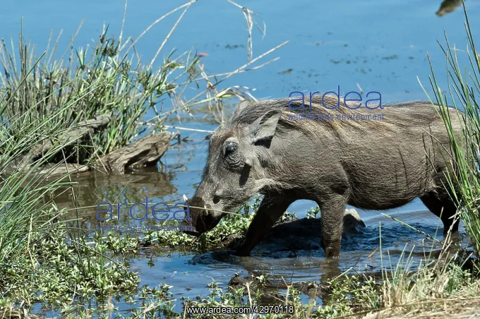 : Warthog - in waterhole : Warthog - in waterhole